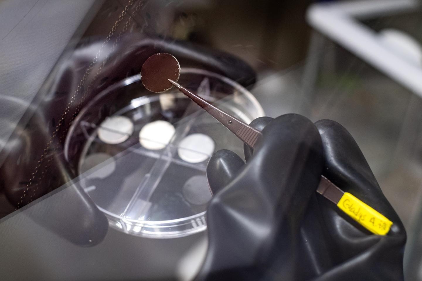 Lithium Metal Anode with a Film of Carbon Nanotubes