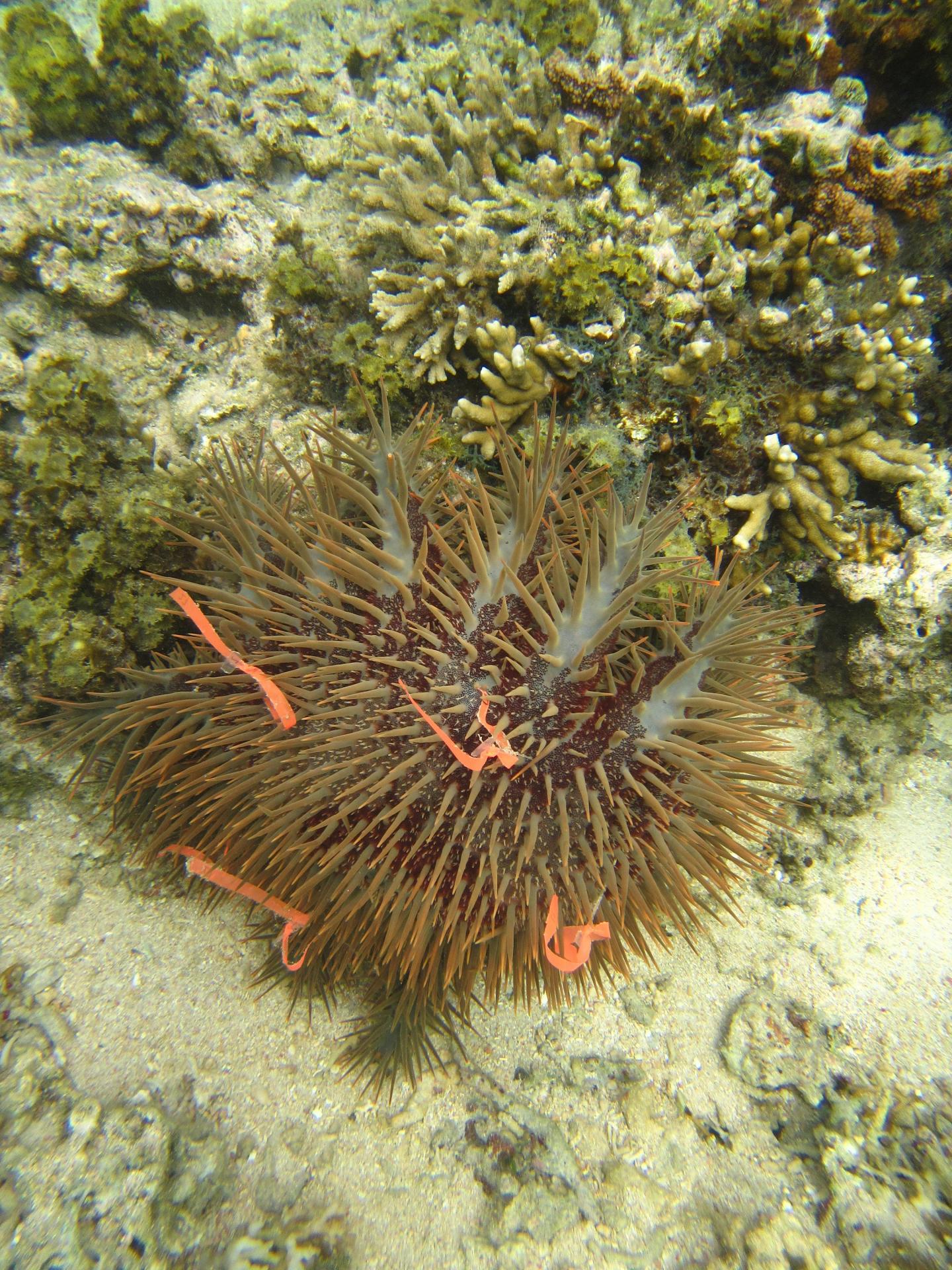 Crown-Of-Thorns Sea Star 2