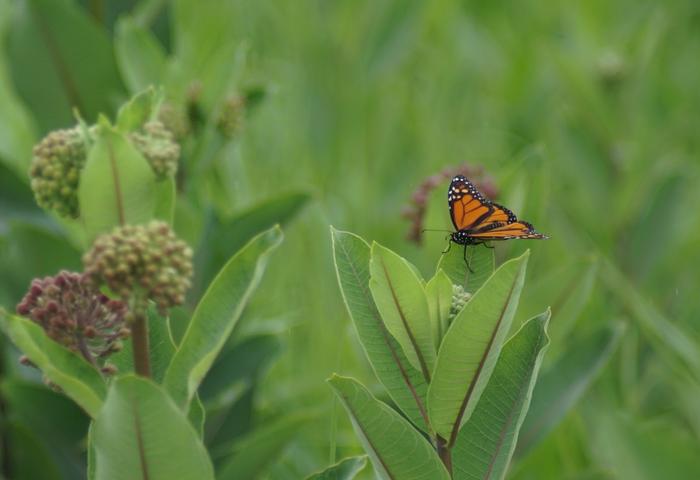 Monarch butterfly