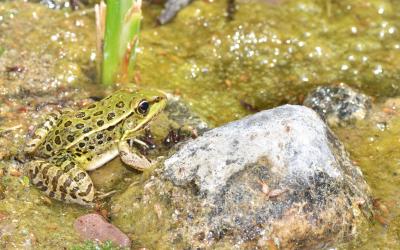 Lowland Leopard Frog