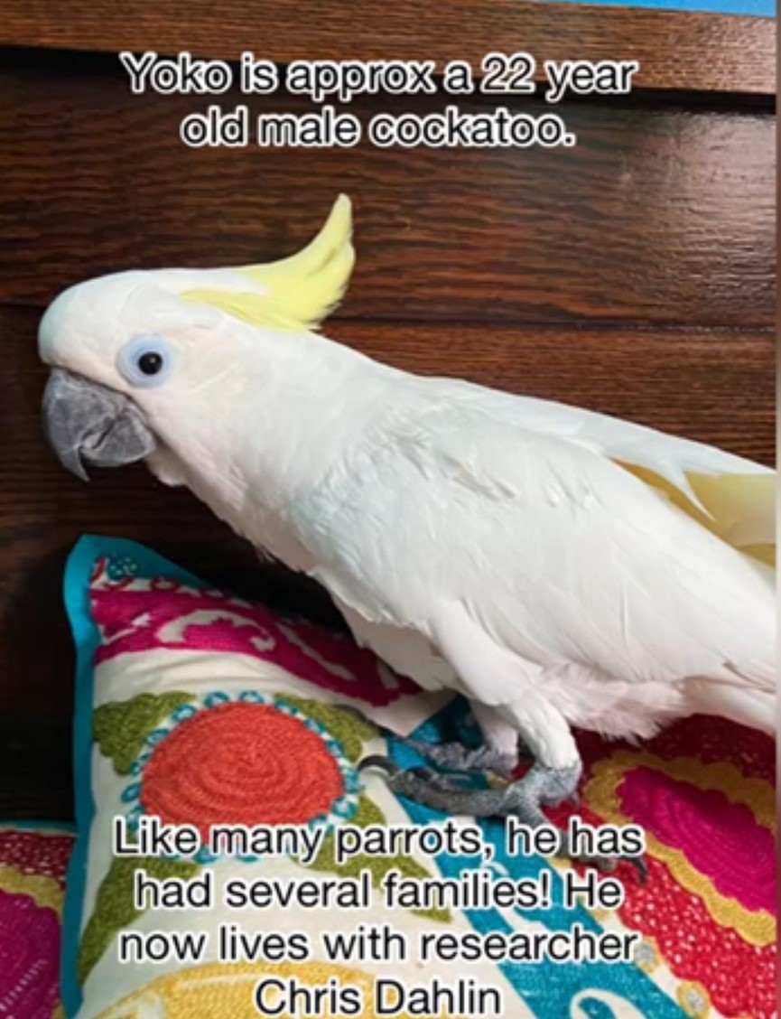 Vocal Mimicry of Yoko the Parrot