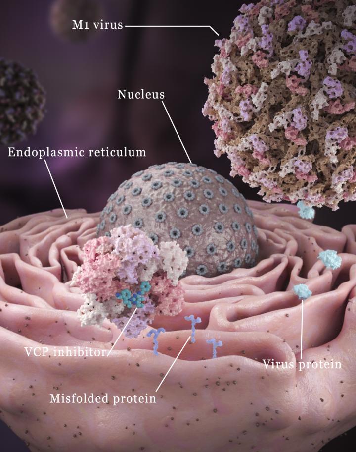 Giving CancerKilling Viruses a Boost EurekAlert!
