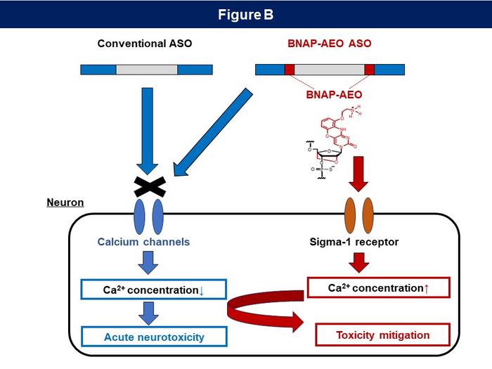 Figure B：Hypothesis on the molecular mechanism underlying the mitigation of neurotoxicity by BNAP-AEO