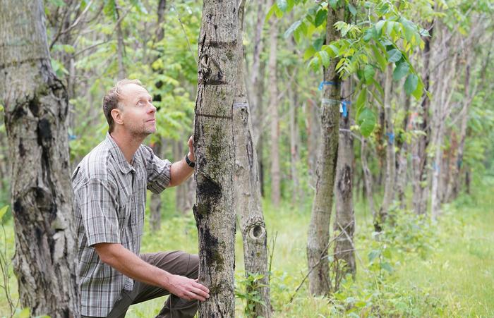 Butternut tree with stem canker