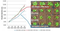 A Plant Size Comparison Between the <i>Arabidopsis thaliana</i> C24/Col Hybrid and the Hybrid with D