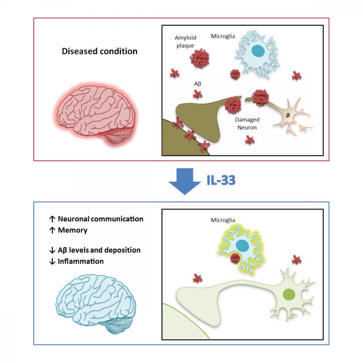 Beneficial Effects of IL-33 in Alzheimer's Disease
