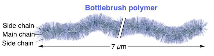 Bottlebrush polymer