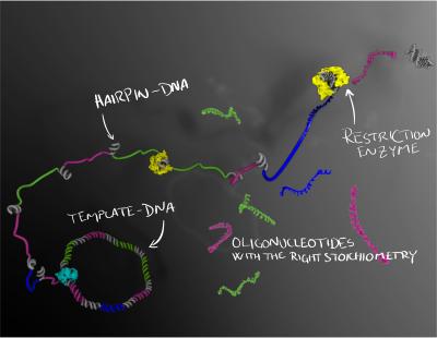 Illustration Oligonucleotides