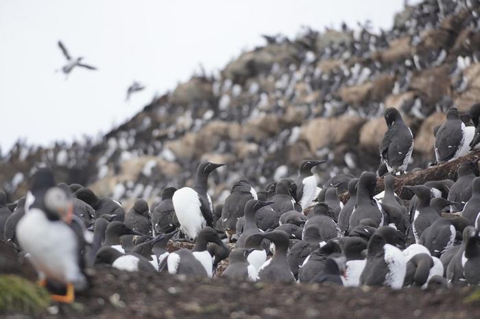 A seabird colony i Norway, on which this model could be applied.