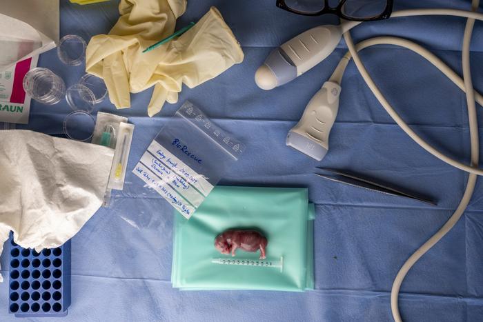 Southern white rhino foetus resulting from the BioRescue embryo transfer