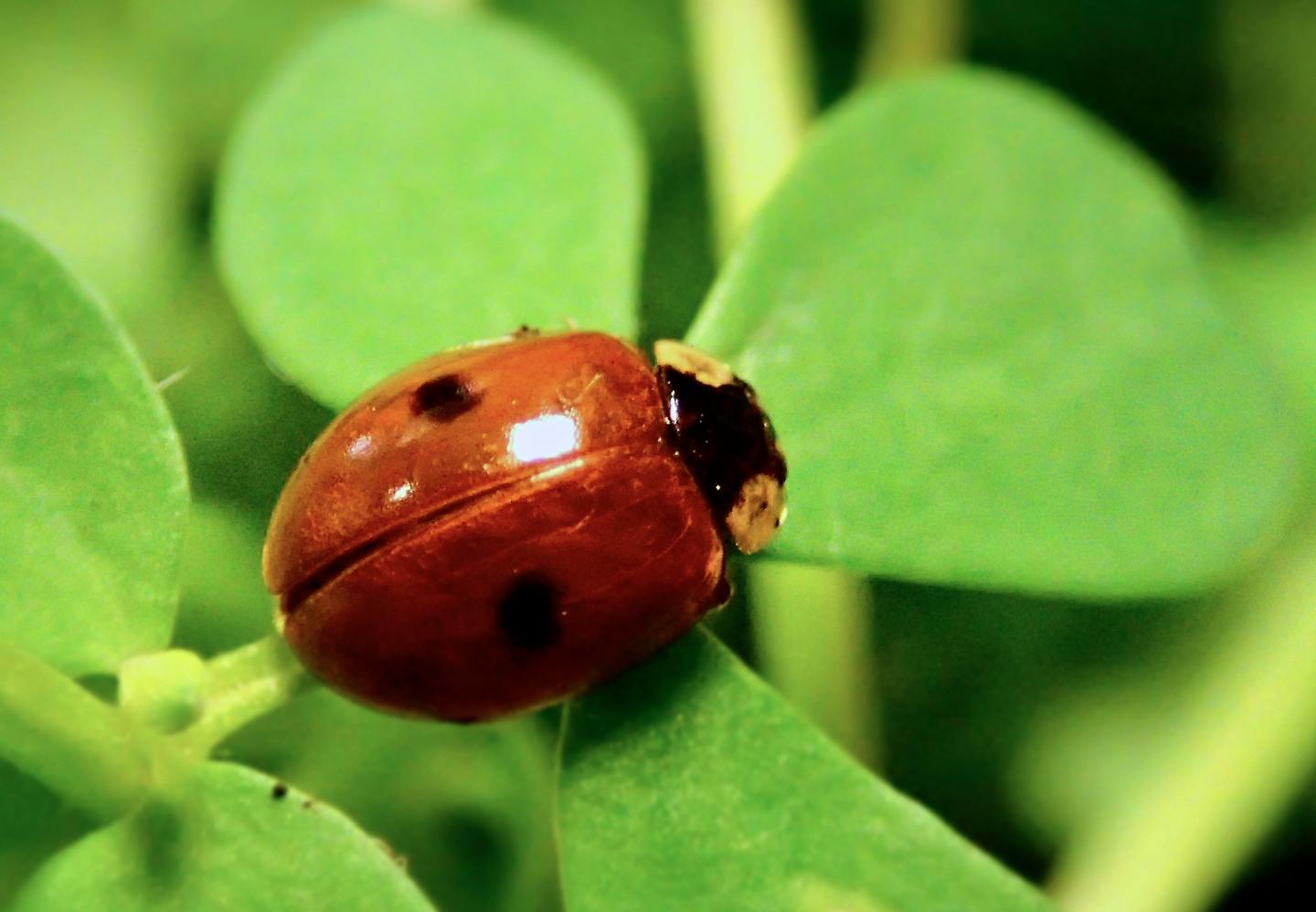 2 Spot Ladybird