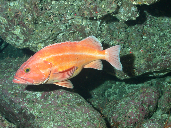 Genome Comparison of 88 Rockfish Species Pinpoints Genes Associated