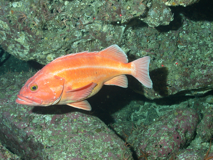 Long-lived yelloweye rockfish