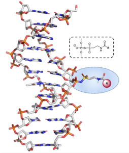 Cheaper method for chemical modification of DNA helix.