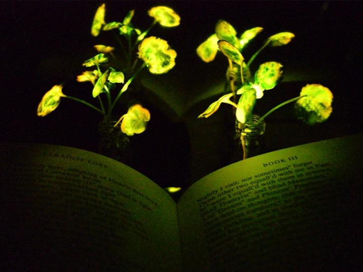 Bringing 'Avatar'-Like Glowing Plants to the Real World