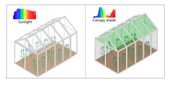 Biomass allocation