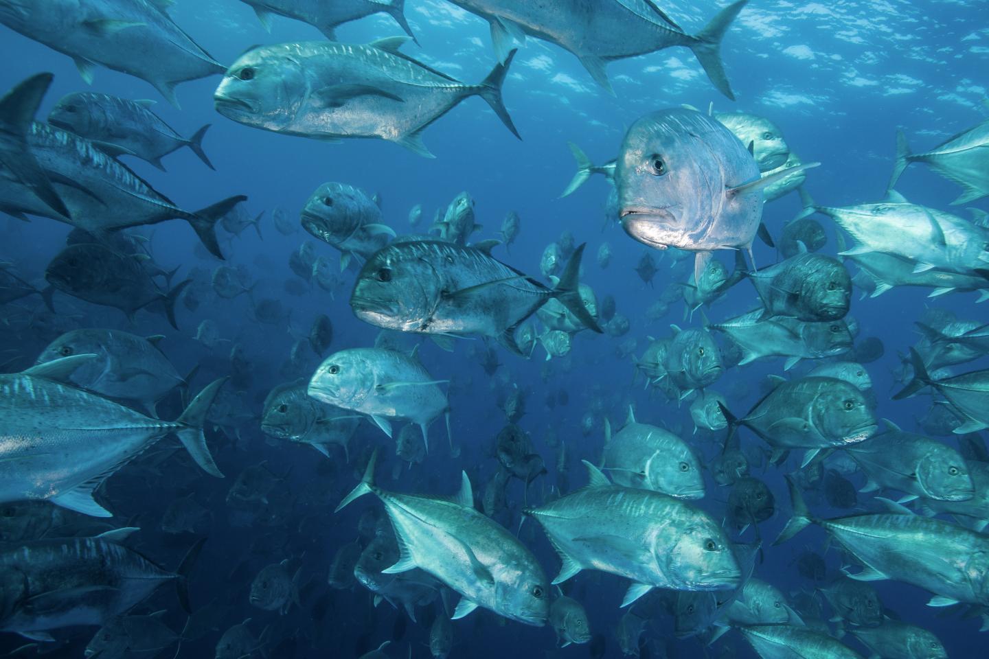 School of adult giant trevally ©Ryan Daly
