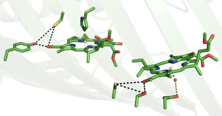 The 'Volume Control' in Green Sulfur Bacteria