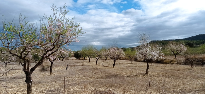 Diversified almond trees
