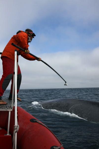 Ari Friedlaender, Duke University