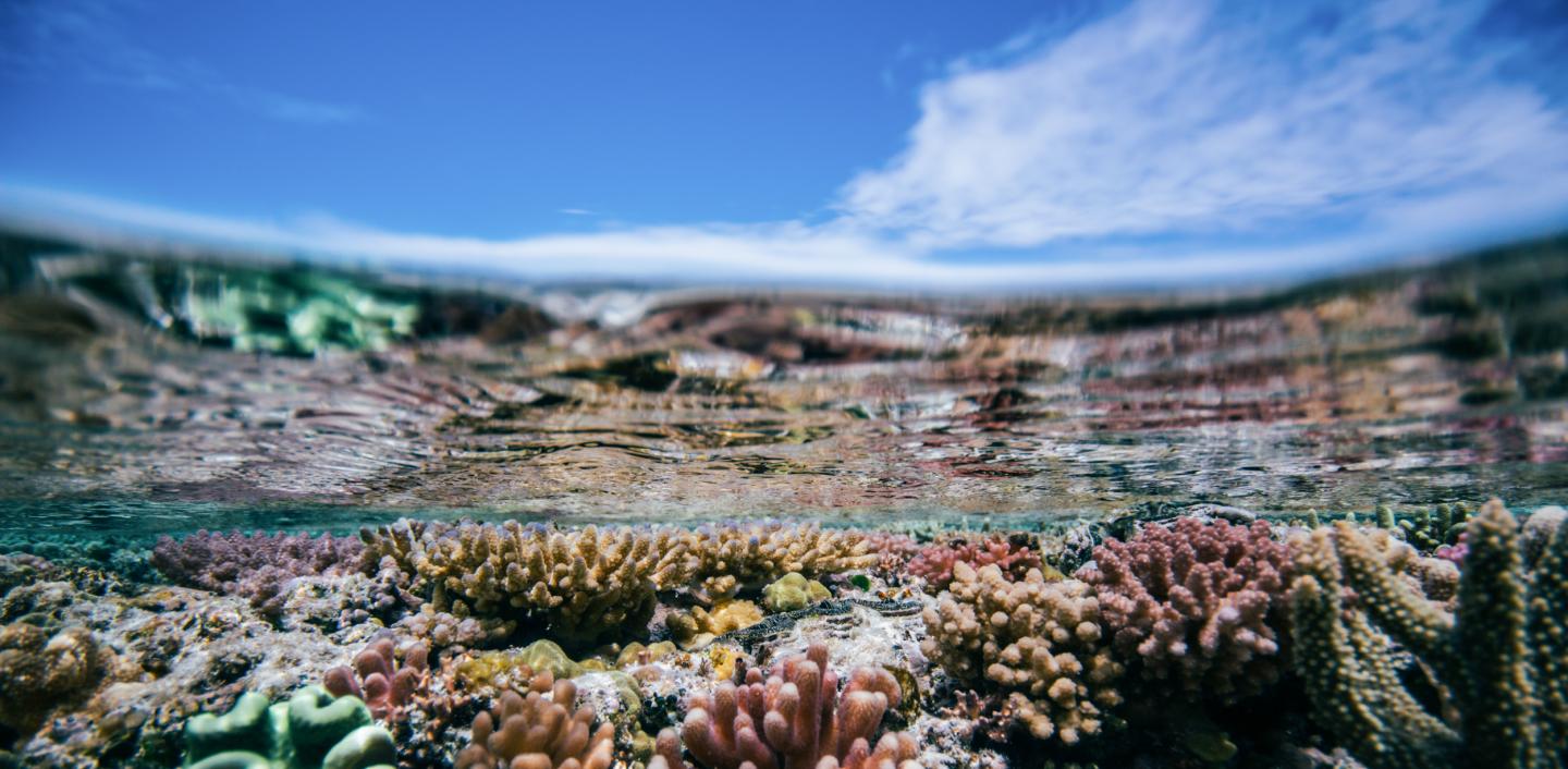 Healthy corals at Heron Island