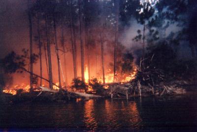 Forest Fires