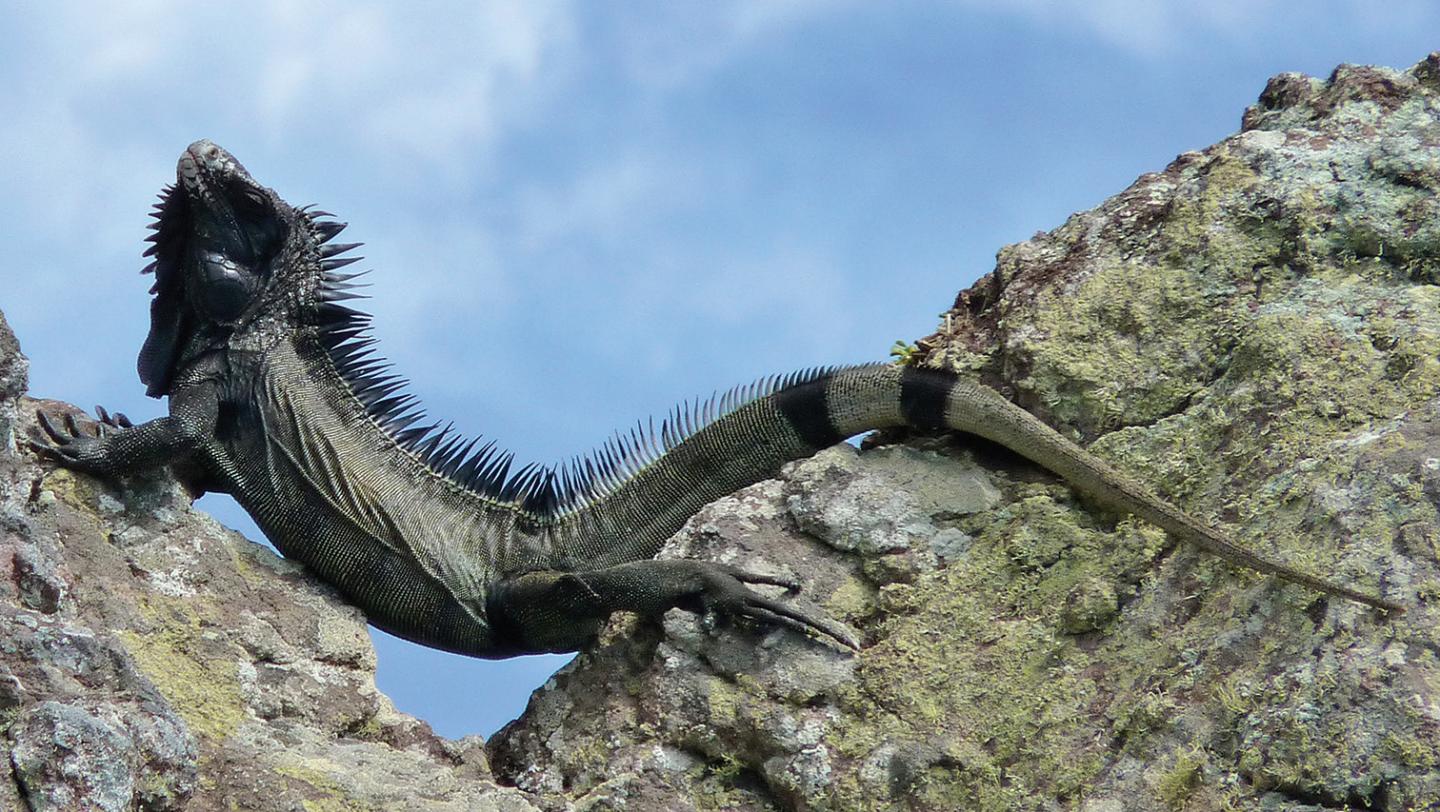 Basking Iguana