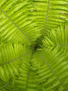 Ferns 1