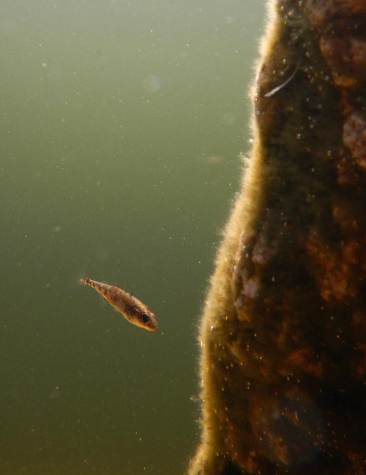 Three-spine Stickleback's Ecological Impact