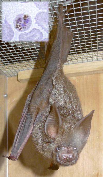 <i>Hipposideros cyclops</i>