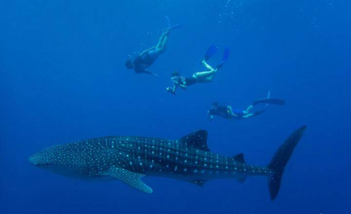 Whale Shark
