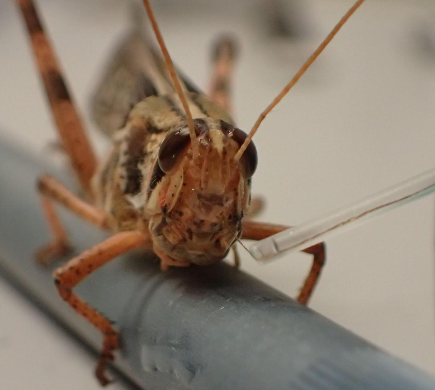 Locust Sensor