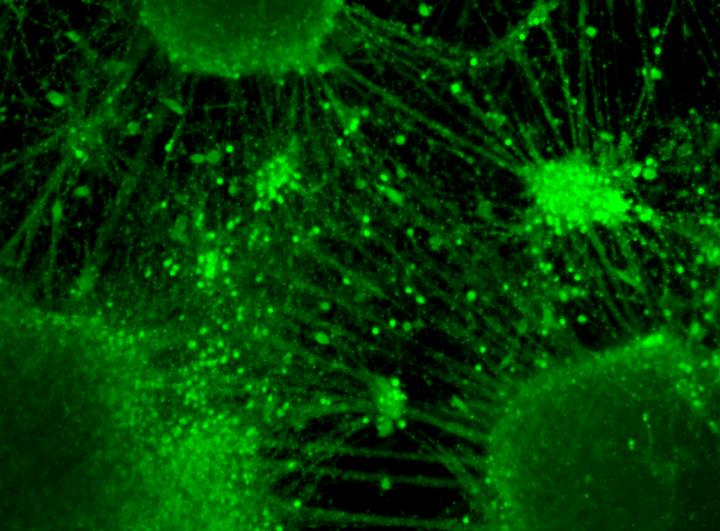 Neural Network Formation