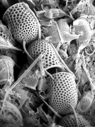 Stephanopyxis -- a Cretaceous diatom