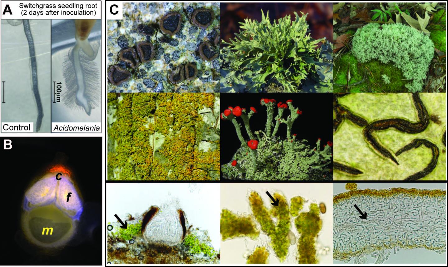 Examples of Symbiomes