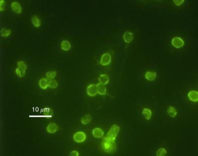 <i>Cryptosporidium parvum</i>