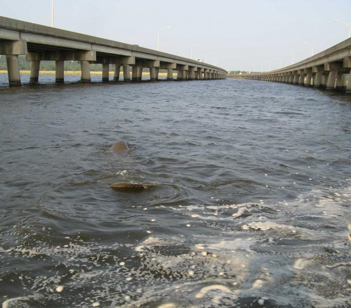 Manatee Between Bridges