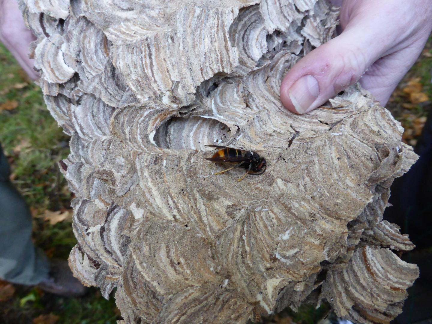 Asian Hornet on Outside of Nest