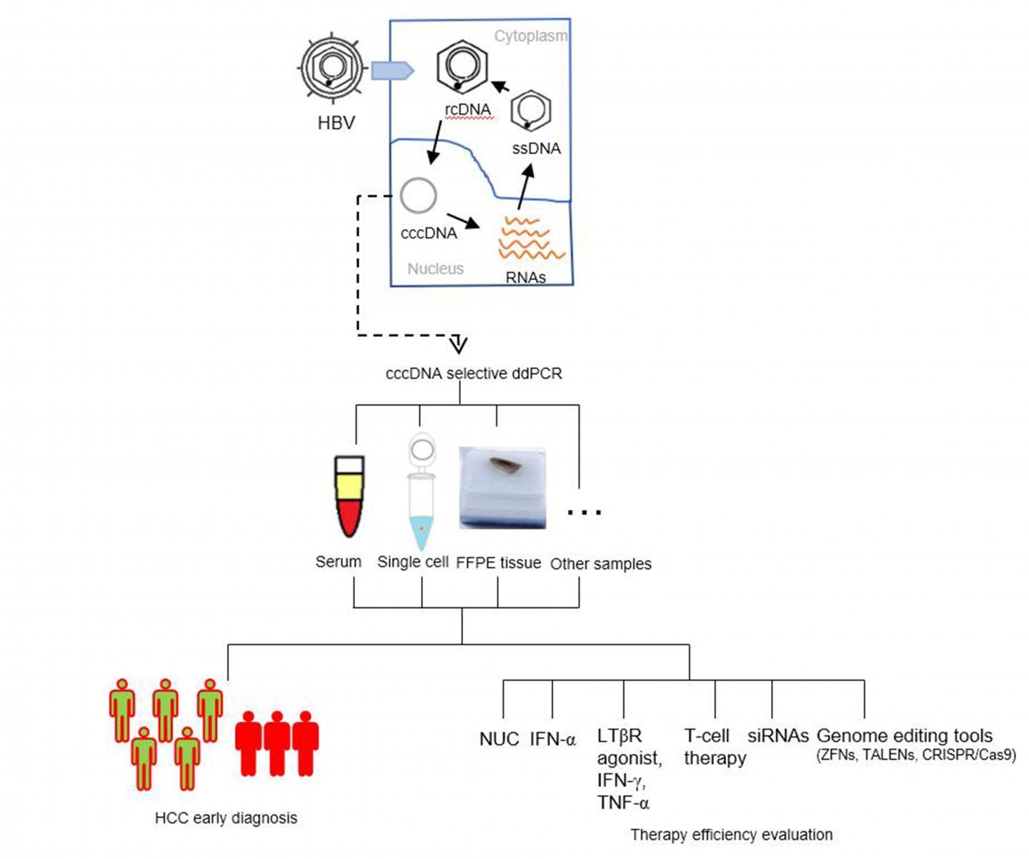 Sensitive New Assay Detects Hepatitis B Infection in Single Liver Cells and Serum