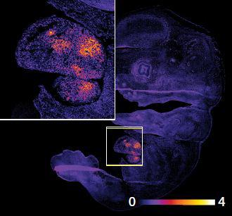 New Technique Captures 'Snapshots' of Tissues' Redox State