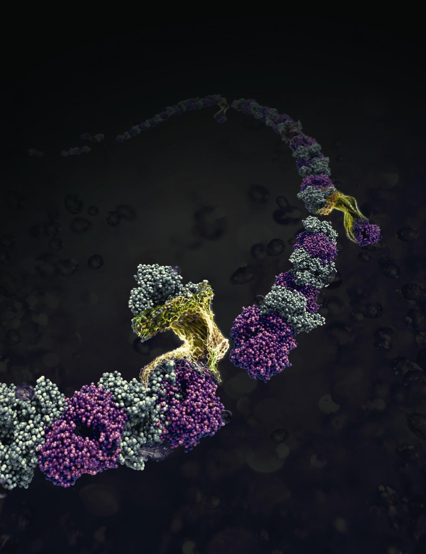 Jenas Hybrid-Proteinnanofasern 