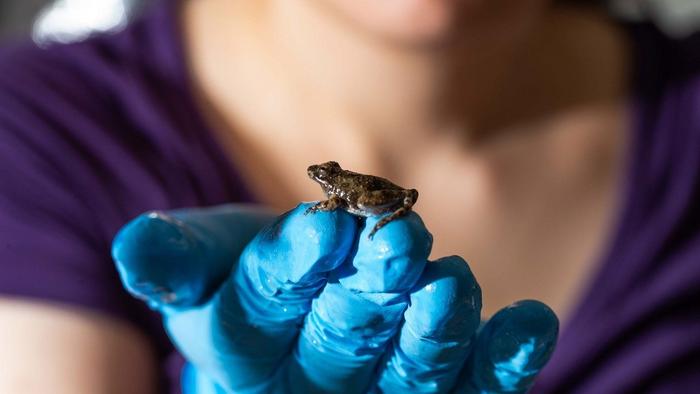 Graduate researcher Talia Weiss observes a cricket frog.