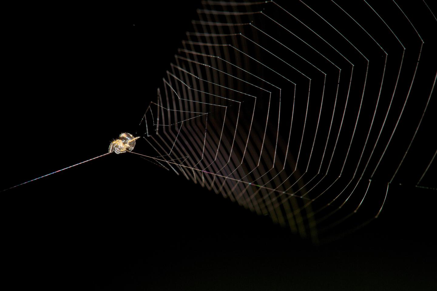 Slingshot Spider Ready to Launch Its Web