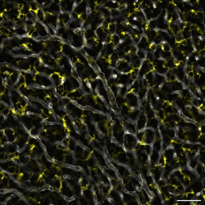 Macrophages in pituitary gland 2