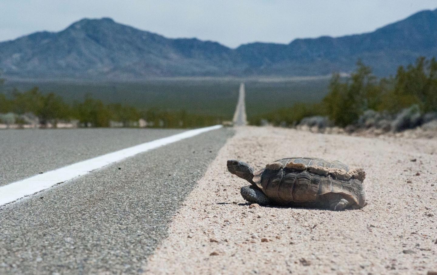 Desert Tortoise at Road
