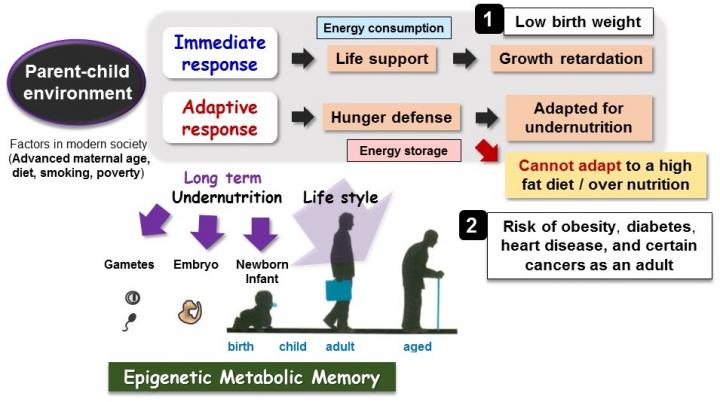 The Developmental Origins of Health and Disease (DOHaD) Hypothesis