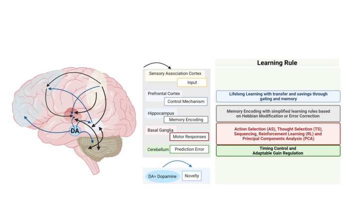 Neurobiological Model to Better Understand Creative Processes