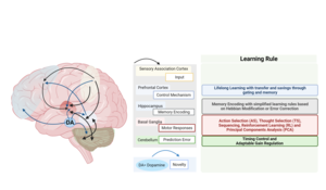 Neurobiological Model to Better Understand Creative Processes