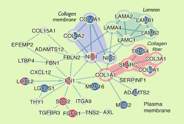 Gene Expression During SIV Inf [IMAGE] | EurekAlert! Science News Releases