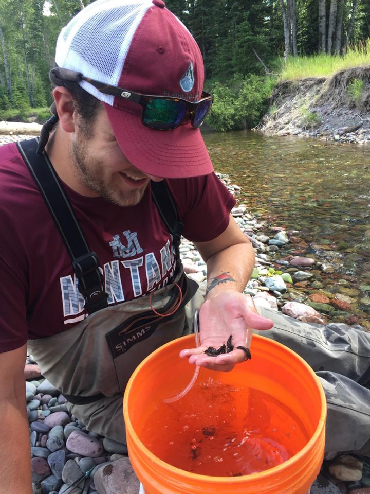 Collecting Stoneflies